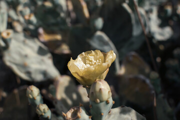 Prickly Pear Cactus with Yellow Flower in Ayia Napa coast in Cyprus. Opuntia, ficus-indica, Indian fig opuntia, barbary fig, blooming cactus pear