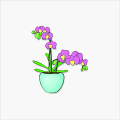 orchid flower in a pot