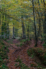 Chemin de forêt en automne.