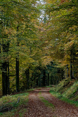 Chemin de forêt en automne.