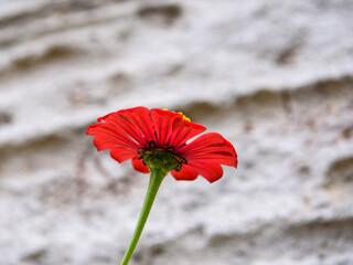 flor roja sobre fondo rustico