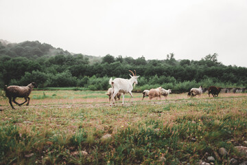 Beautiful young couple. Wedding photo session outdoors in the mountains. Happy couple. New family.