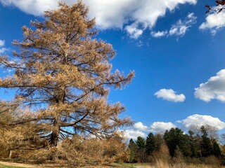 autumn landscape with tall pine