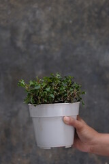 woman hand holding houseplanct in white pots