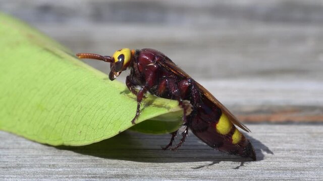 Oriental Hornet Wasp (Vespa orientalis) macro view on a leaf.