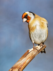 Le chardonneret élégant