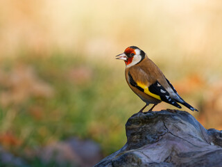 Le chardonneret élégant
