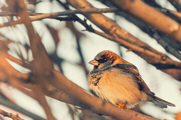 sparrow winter