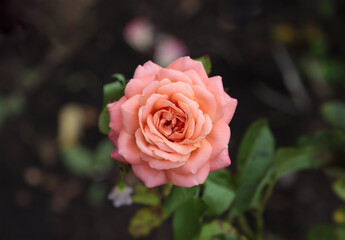 Opened tea rose flower.