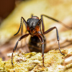 Black ant sits on yellow moss