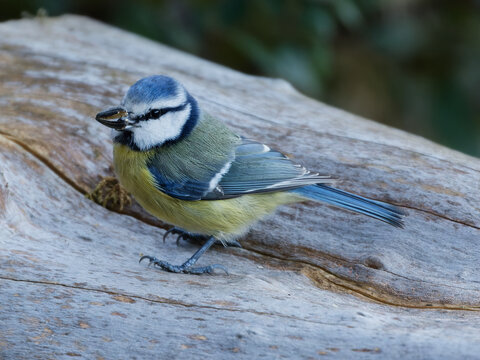 La m&eacute;sange bleue
