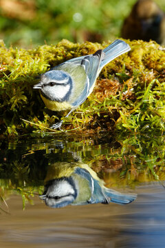 La m&eacute;sange bleue