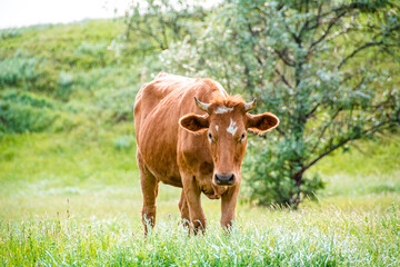 Brown cattle cow in Russia.
Close-up of a brown and white hybrid beef cow with negative space at the top. Symbol of the year 2021