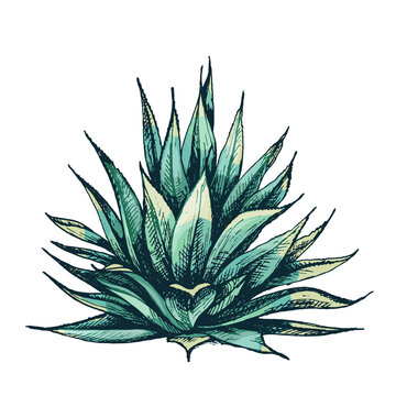 Cactus blue agave. Vector vintage hatching color illustration. Isolated on white