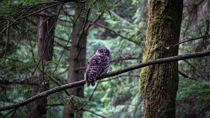 Barred Owl