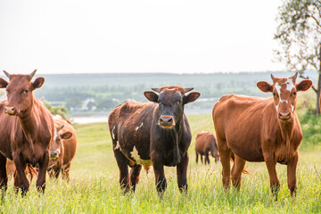 Several brown cattle in Russia. Several brown and white hybrid cows close-up with the rest of the herd out of focus in the background with negative space at the top. Symbol of 2021