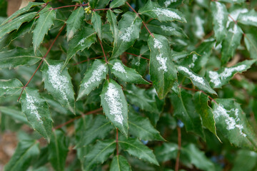 frost on branches