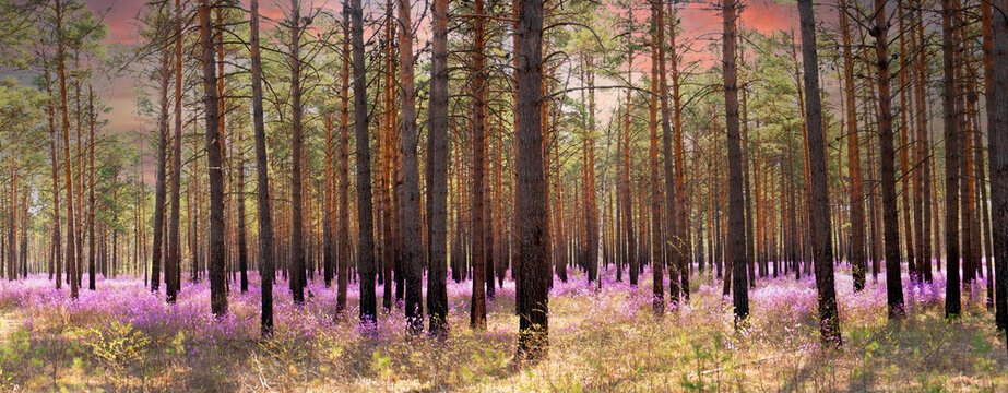 pine forest with flowering wild rosemary © urra