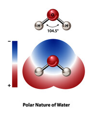 Science diagram of the polar nature of a water molecule; positive and negative charges.