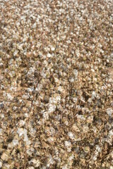 Arizona cotton field, cotton, bolls, plants, agriculture, farming, 