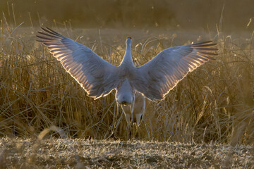 Sand Hill Cranes at the Cosumnes River Preserve during sunset