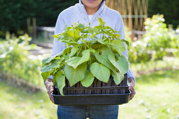 British Asian woman gardening, growing vegetables in UK garden