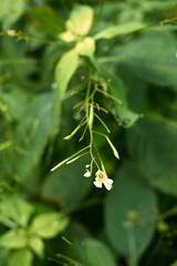 Impatiens parviflora
