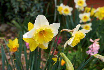 Obraz premium Narcissus 