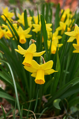 dwarf Narcissus 