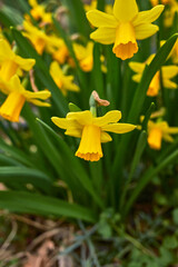  dwarf Narcissus 