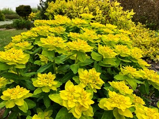 green yellow plant, sun spurge, shrubs growing in the garden