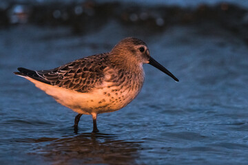 Dunlin, Calidris alpina, in a simple dress on the beach of the Baltic Sea on Oland Sweden