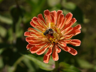 red blossom with a bug inside, green background