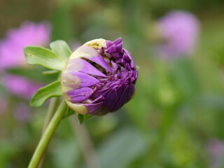 purple blossom yet to open, green background