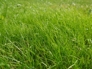 Fototapeta na wymiar green grass background in spring