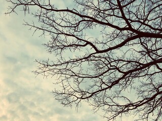 bare oak tree branches in cloudy sky background