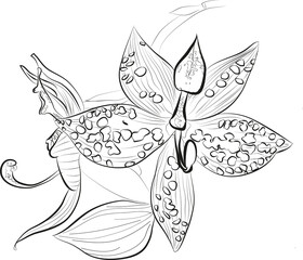 Orquideas tipos. 