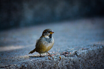 Little friend