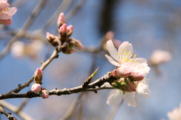 Primavera