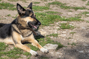 Young beautiful dog German shepherd lying on the ground in sunny summer day