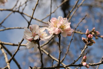 Fiori sbocciati