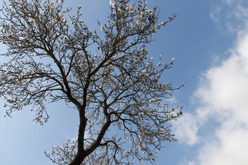 Albero fiorito