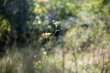 flowers in the forest