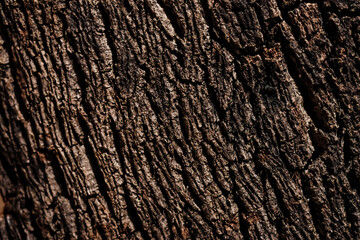 Obraz premium wood background