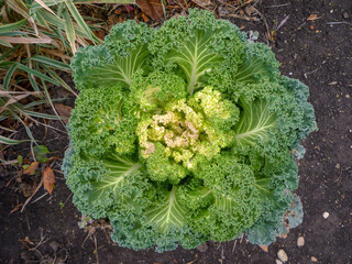  decorative cabbage in the garden