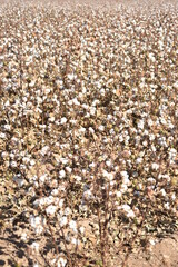 Arizona cotton field, cotton, bolls, plants, agriculture, farming, 