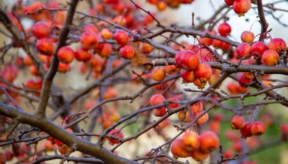 Fruits of a red sentinel apple tree, a ornamental apple also called ruber custos, malus Evereste