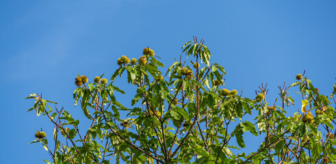 Close-up of green leaves with fruits of Castanea sativa (sweet or Spanish chestnut) on blue sky in public city park Krasnodar or 'Galitsky park'. Sunny autumn 2020