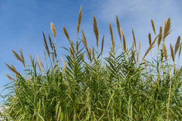 Naklejka premium Selective focus close-up of fluffy dry reeds (Phragmites australis) on blue sky background. Interesting nature concept for design.