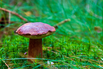 Boletus in the forest in the green grass